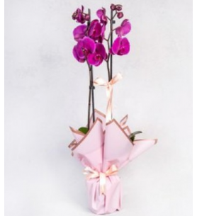 2 Dal Mor Orkide Çiçeği